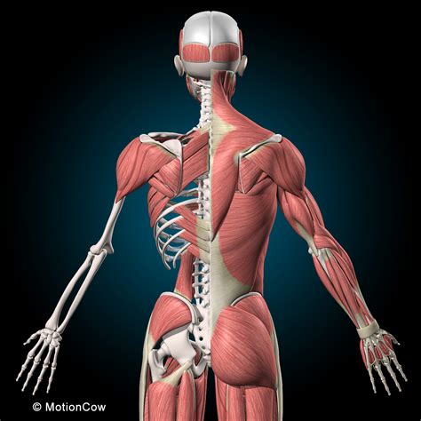 The bones of the skeletal system are connected by tendons, ligaments, and cartilage. Muscles & Skeleton (Rigged) - MotionCow