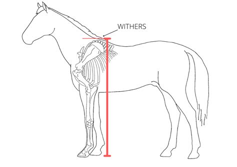 The Size Of A Warhorse Warhorse