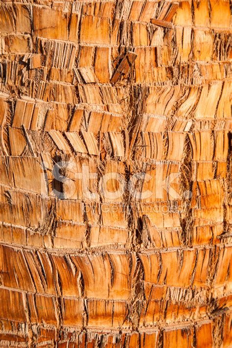 Rough Brown Palm Tree Wood Bark Natural Texture Background Stock Photo