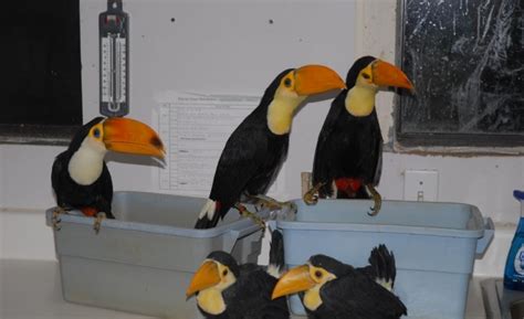 Living Koh Tao Adorable Toco Toucan Pair For Adoption Givepets