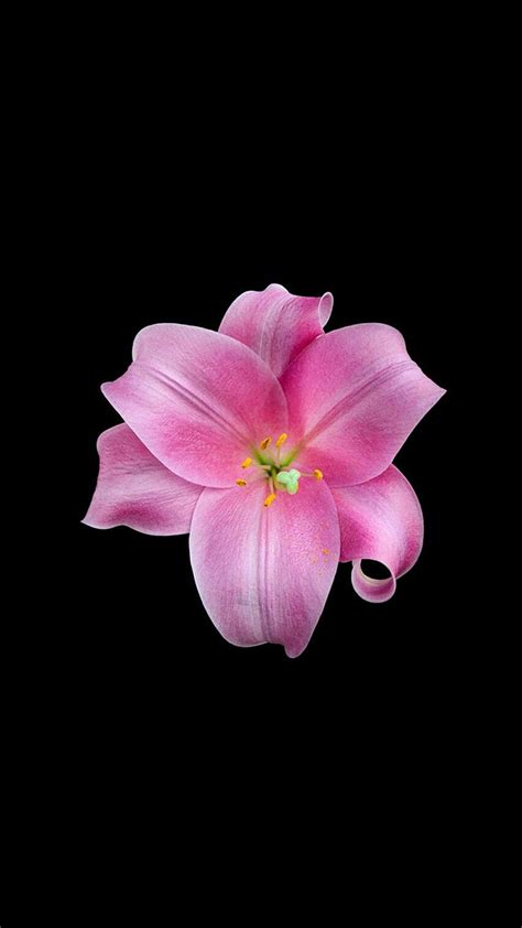 Flower Amoled Wallpapers Wallpaper Cave