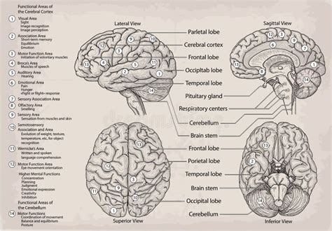 Brain Functional Areas Stock Illustrations 18 Brain Functional Areas