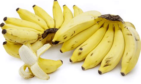 Latundan Banana ~ Detailed Information Photos Videos