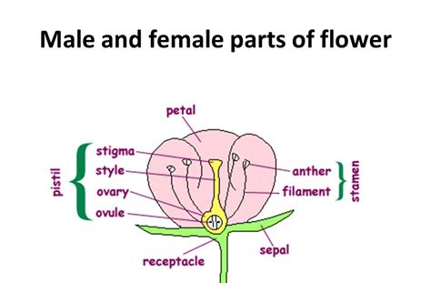 Individuals having both male and female reproductive parts are called hermaphorditic. samuels1science2016: FLOWER