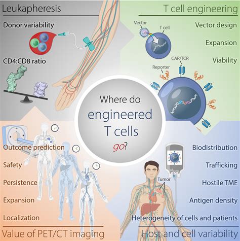 Frontiers Car Chase Where Do Engineered Cells Go In Humans Oncology