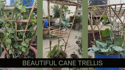 Design Your Own Cane Trellis For Flowers And Vegetablestrellis Making