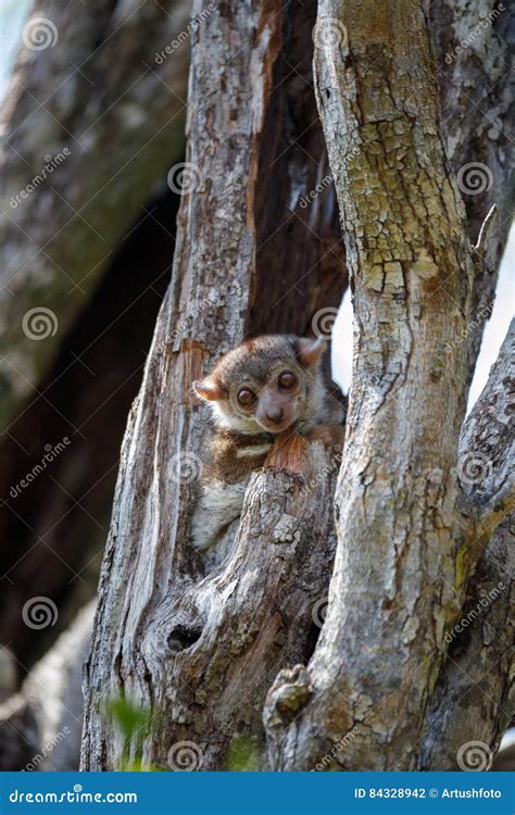 Ankaran Sportive Lemur Lepilemur Ankaranensis A Rare Endemic Lemur Is
