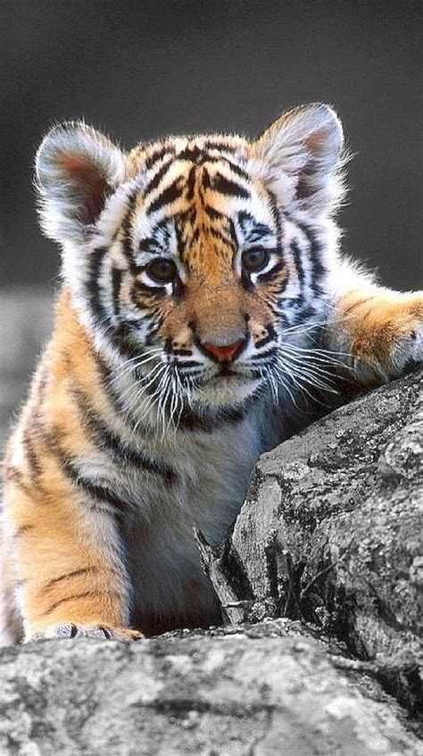 Cute Baby Tiger Wallpaper