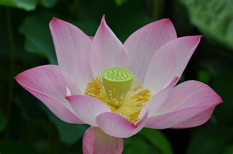 9 Gambar Seroja And Lotus Gratis Pixabay