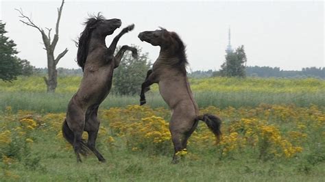 Horse Fight Between Two Konik Horses Youtube