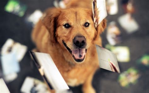 Animals Dog Golden Retrievers Wallpapers Hd Desktop