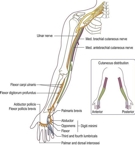 Ulnar Nerve Pathway Ulnar Nerve Median Nerve Peripheral Neuropathy