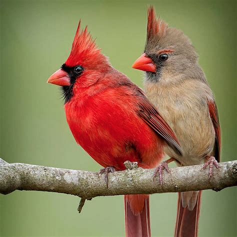 Two Birds Sitting On Top Of A Tree Branch With The Words Good Morning