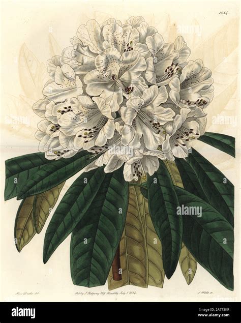White Tree Rhododendron Rhododendron Arboreum Var Album Native To Nepal Handcoloured