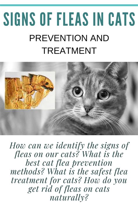 How To Tell If Your Cat Has Fleas Or Mites Cat Meme Stock Pictures