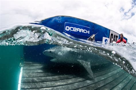 Hope Live Tiger Shark Study Off Queenslands Fraser Island Will Help