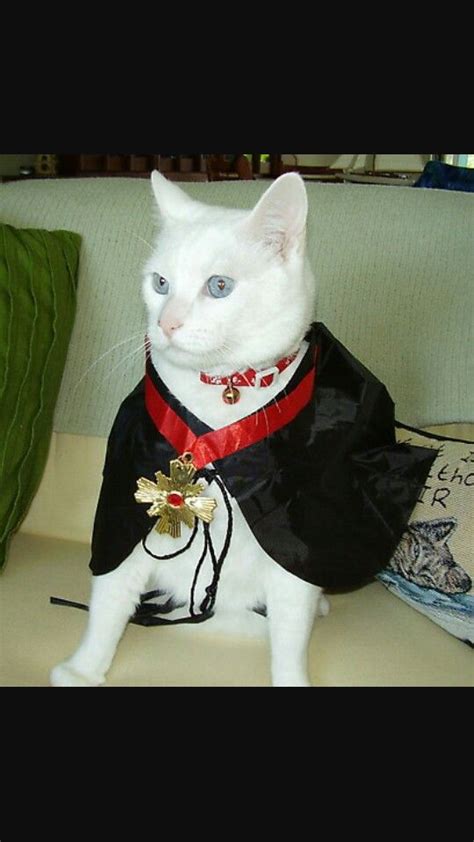 Pin By Amber Mcdaniel On Cat Tastic Pet Costumes Cat Halloween