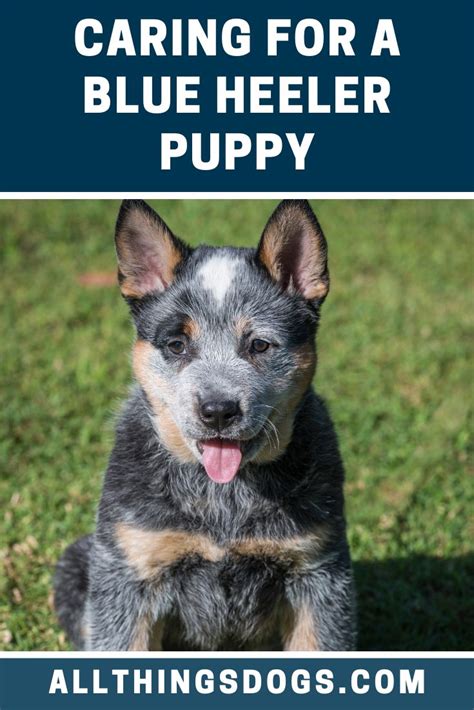 Weighing your blue heeler puppy. With a strong prey drive, and a one-track mind, it is important to start training your Blue ...
