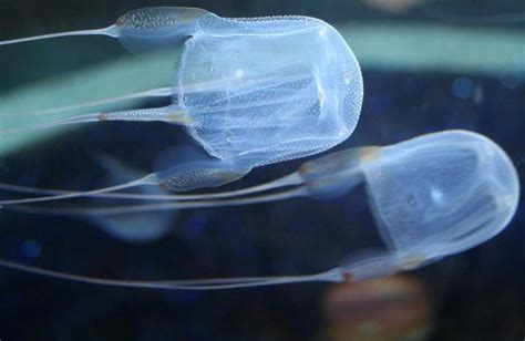 Life Of Box Jellyfish Life Of Sea