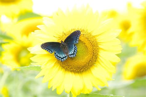 Purple Sunflower Flickr Photo Sharing