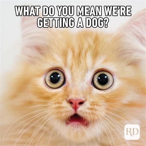 45 Funny Animal Memes Readers Digest