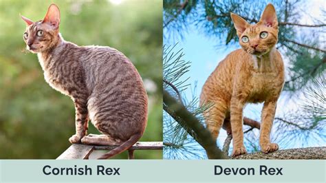 Cornish Rex Vs Devon Rex Whats The Difference With Pictures Hepper