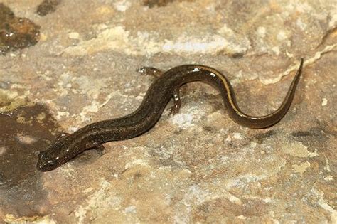 Oklahoma Salamander Alchetron The Free Social Encyclopedia