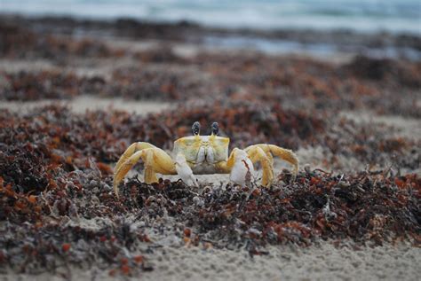 Ghost Crabs Have Special Adaptations That Enable Them To Live Up On The Beach And Away From The