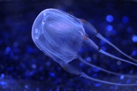 5 Most Venomous Jellyfish In The World Poisonous Animals