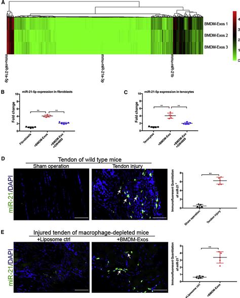 mir 21 5p is a predominant mirna component in bmdm exosomes a heatmap download scientific