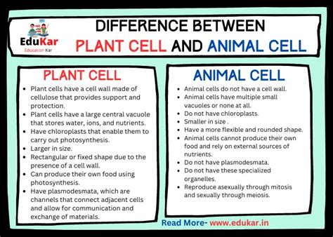 Difference Between Plant Cell And Animal Cell Edukar India
