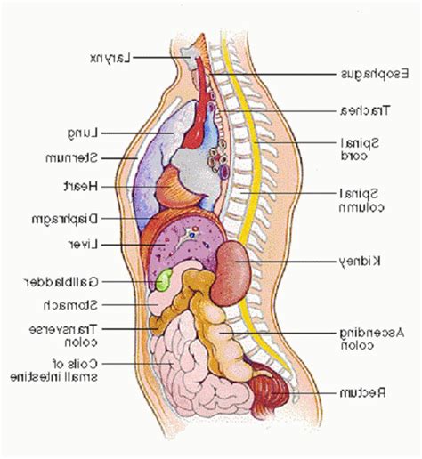 Diagram Internal Female Anatomy Illustration Of Female
