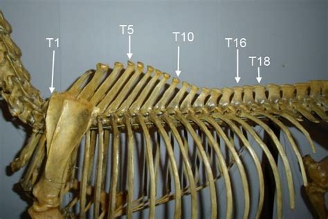 The Thoracic Vertebrae Thoracic Vertebrae Horse Anatomy Equine Massage