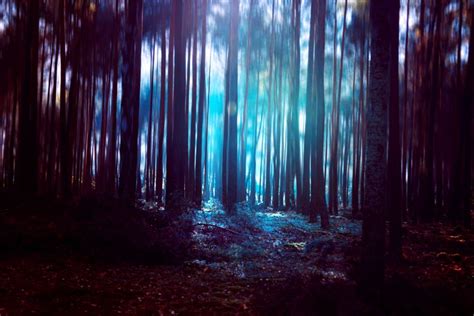 Forest Light Ii By Baxiaart On Deviantart Forest Light Dreamy Photos