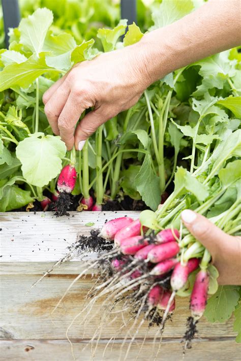 6 Easy Steps To Plant Radish Seeds In An Organic Kitchen Garden Gardenary