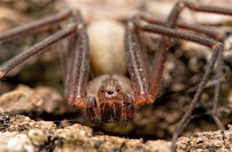 Most Common Spiders In Florida 65 Pictures Camping Fun Zone