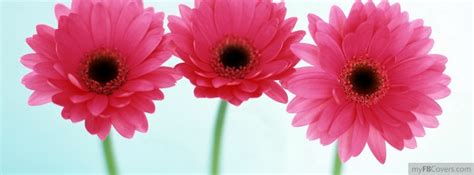 Gerber Daisies Facebook Covers Myfbcovers Facebook Cover Photos
