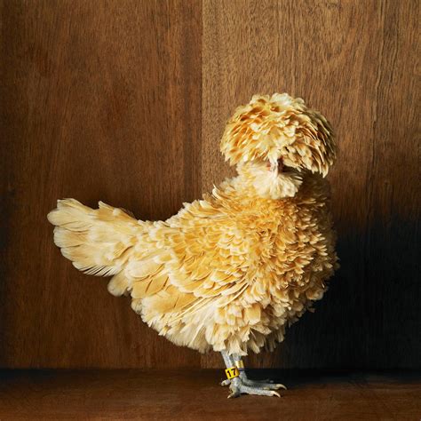 Magnificent Chicken The Weirdest Birds From Tamara Staples Photos