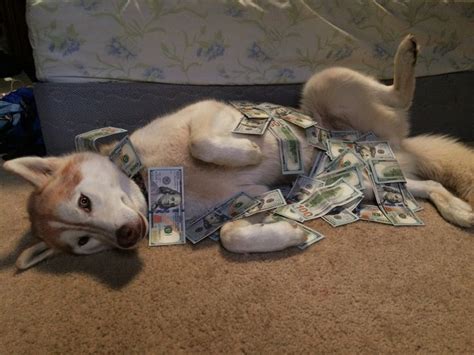 Sadw0lf This Is The Money Dog Reblog And Money And Good Fortune Will