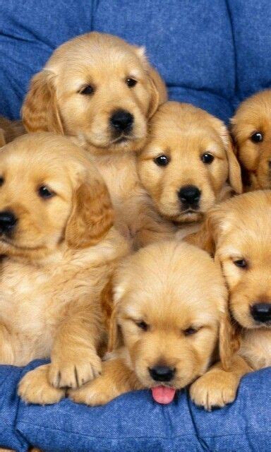 Home of superior health tested english cream golden retrievers. Golden Retriever puppies #goldenretriever | Golden retriever