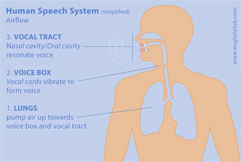 Phonetic Anatomy