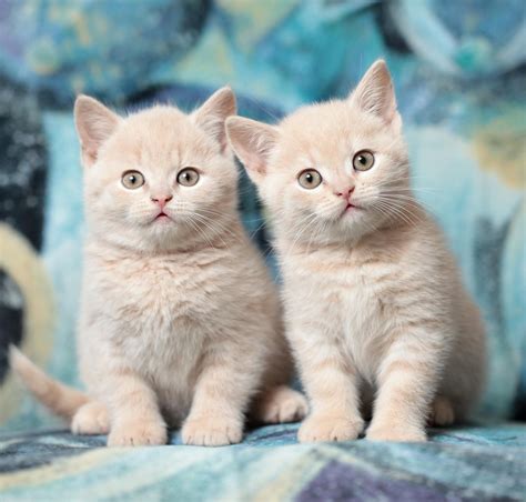 Fluffy Cats Wallpapers Wallpaper Cave