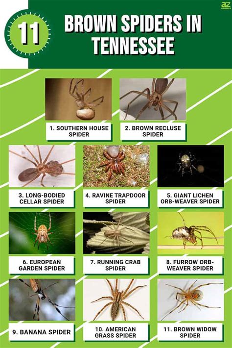 Discover 11 Brown Spiders In Tennessee A Z Animals