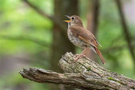 Hermit Thrushes And The Breeding Bird Atlas In Connecticut