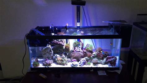 20 Gallon Long Reef Aquarium Youtube