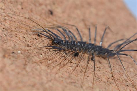 Japanese Long Legged Centipede Thereuopoda Clunifera Zoochat