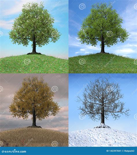 Tree Changing Over The Duration Of Four Seasons Stock Image Image Of