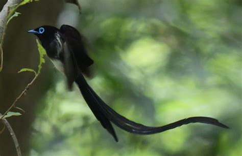 Male Japanese Paradise Flycatcher In Flight 1 Japanese P Flickr