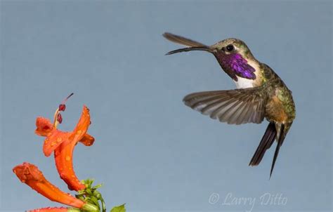 Lucifer Hummingbirds With Multiple Flashes Larry Ditto Nature Photography