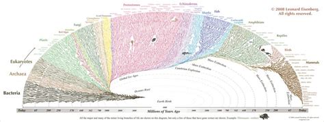 Infographic Humans Are Just A Twig On The Tree Of Life Tree Of Life